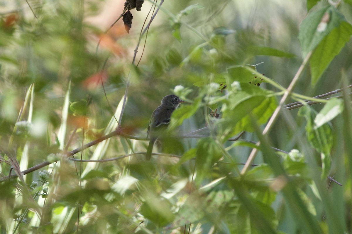 Least Flycatcher - ML645902444