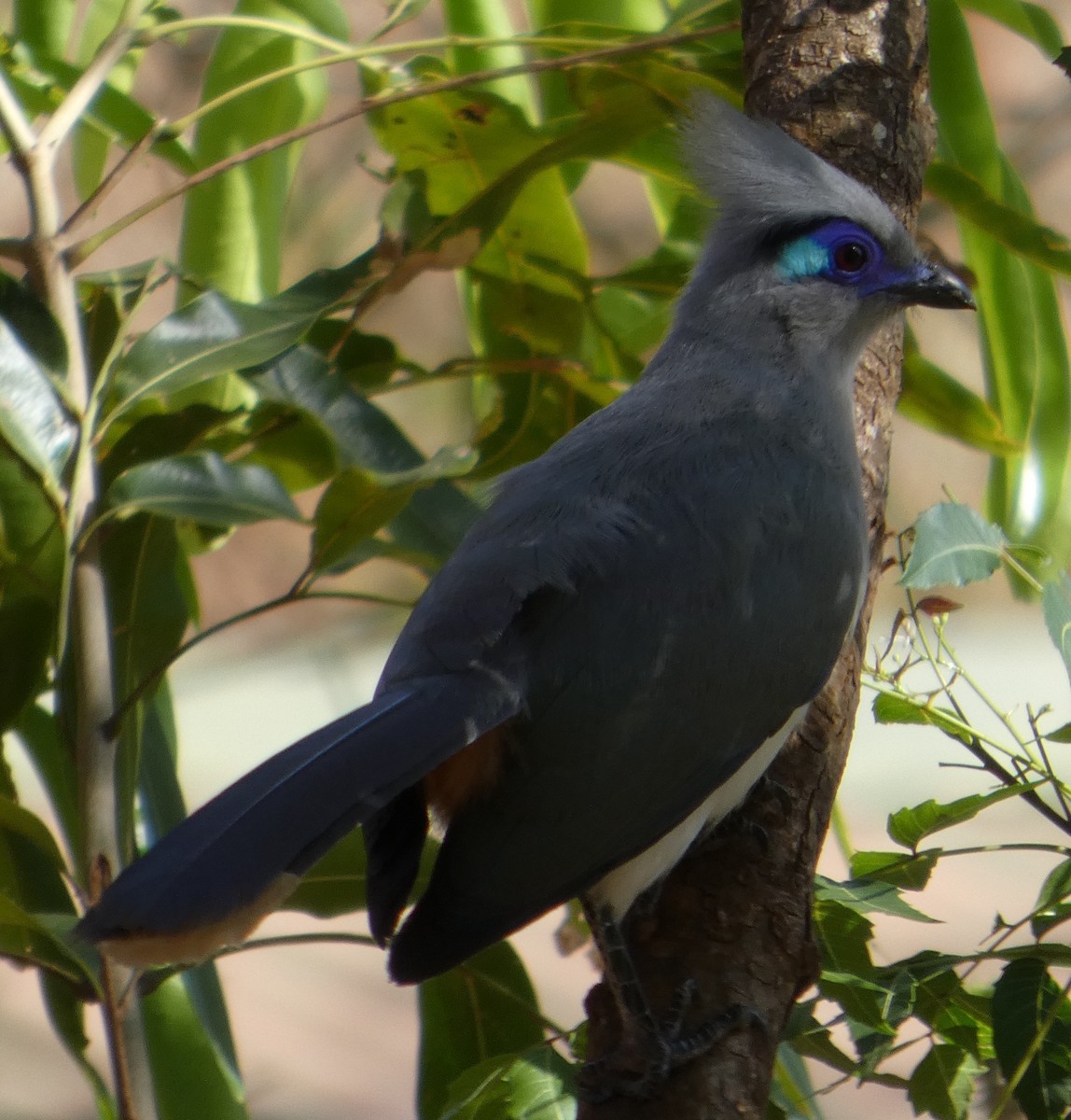 Crested Coua (Chestnut-vented) - ML645902445