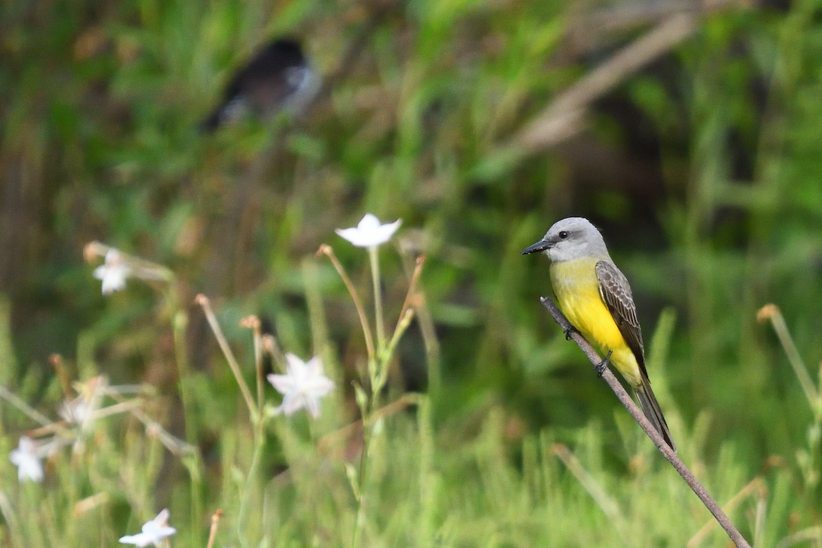 Tropical Kingbird - ML645902446