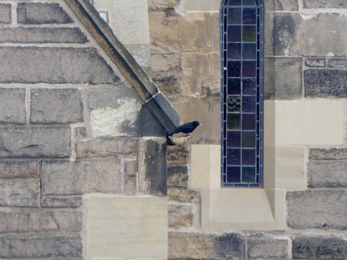 Eurasian Blackbird - ML645902448