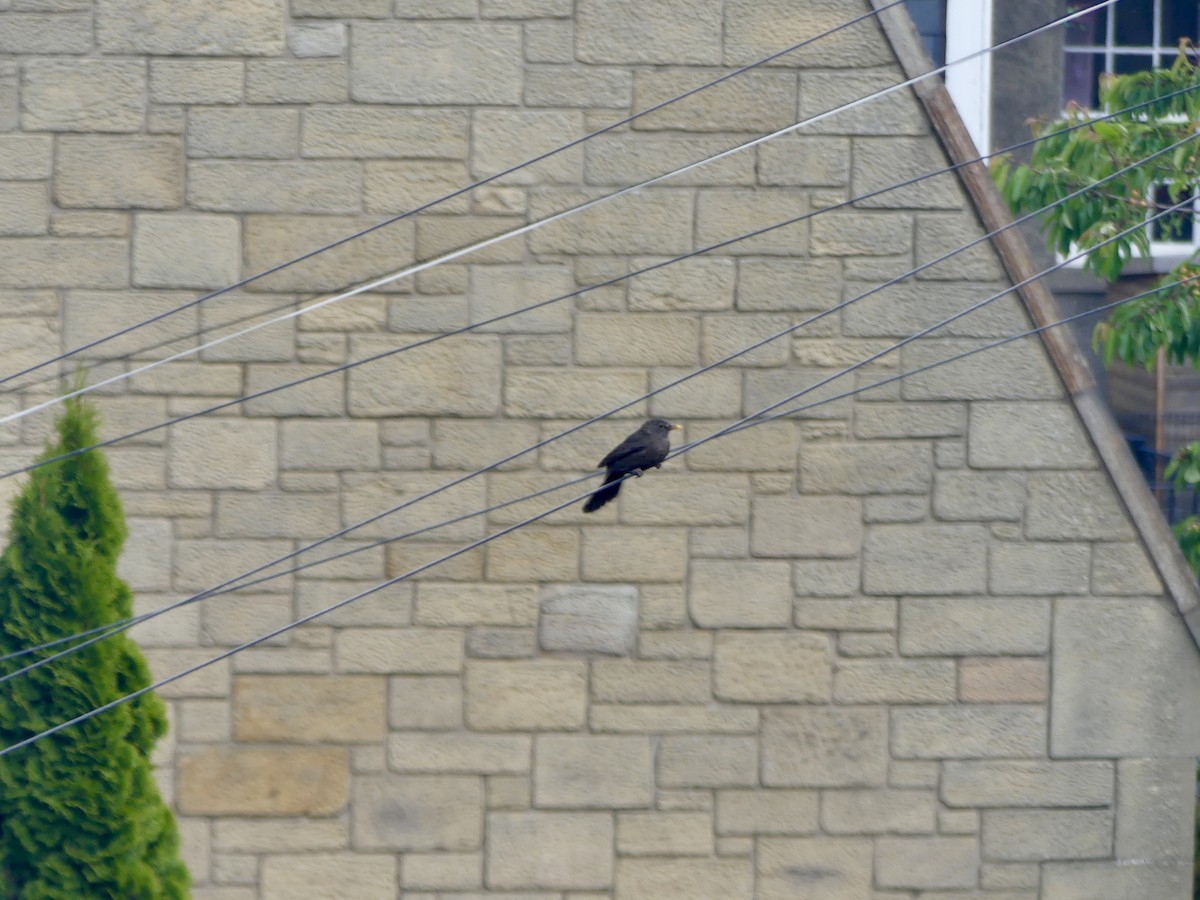 Eurasian Blackbird - ML645902449