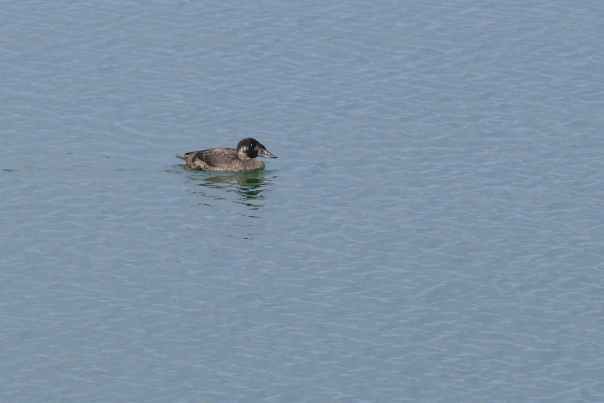White-winged Scoter - ML645902450