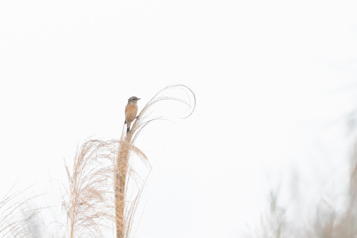 Siberian Stonechat - ML645902453