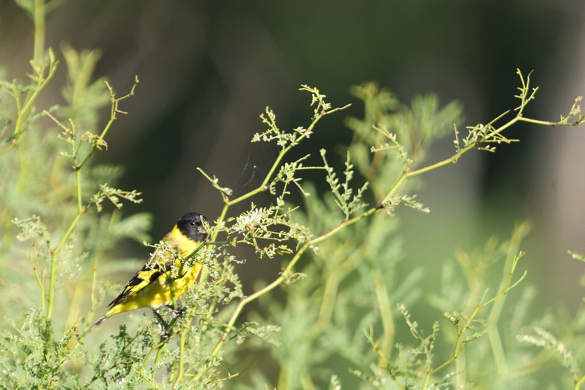 Hooded Siskin - ML645902454