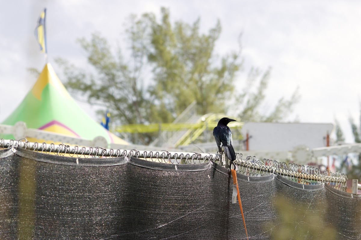 Boat-tailed Grackle - ML645902455