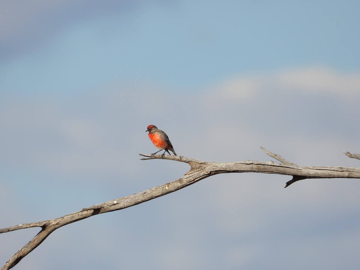 Crimson Chat - ML645902459