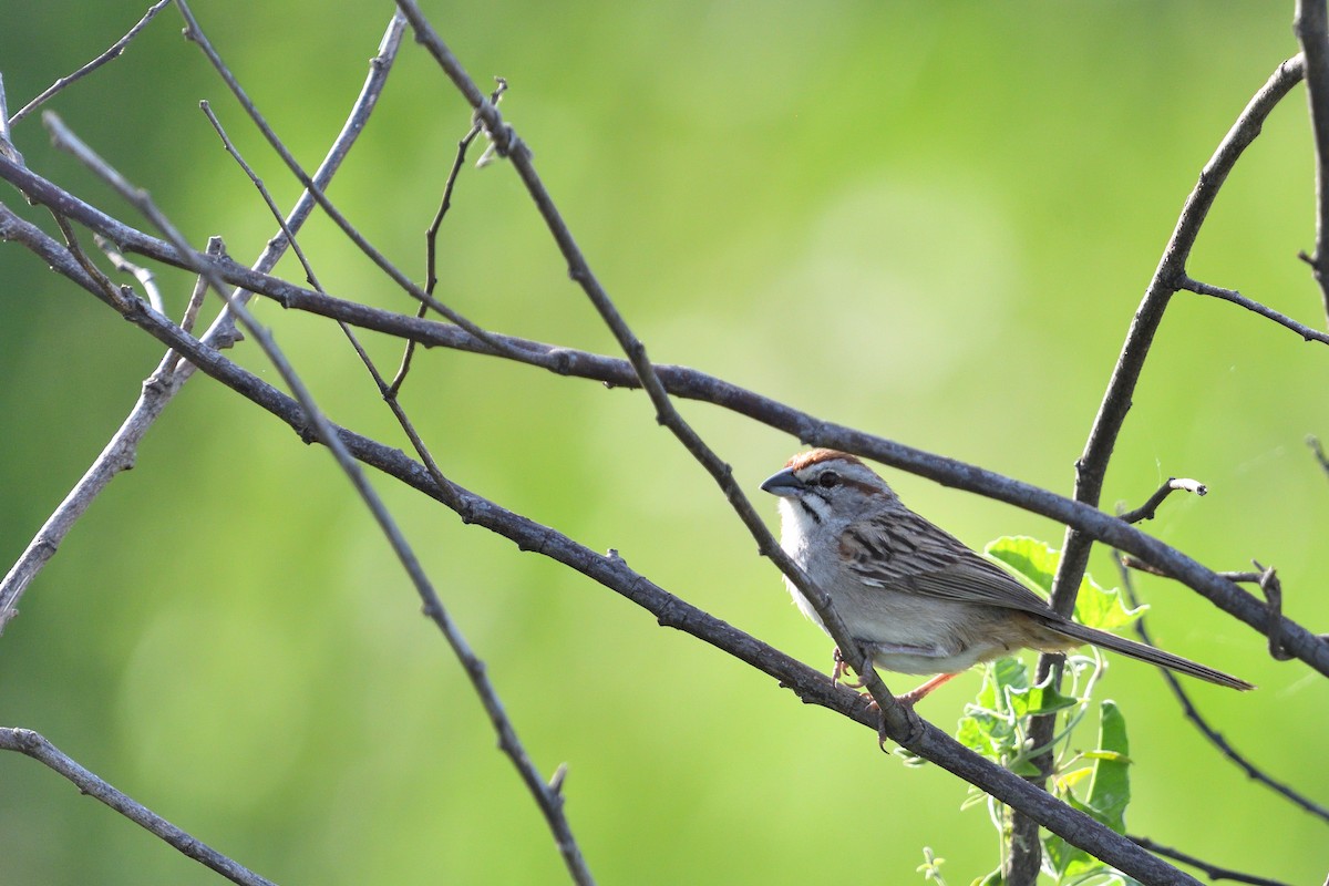 Chaco Sparrow - ML645902462