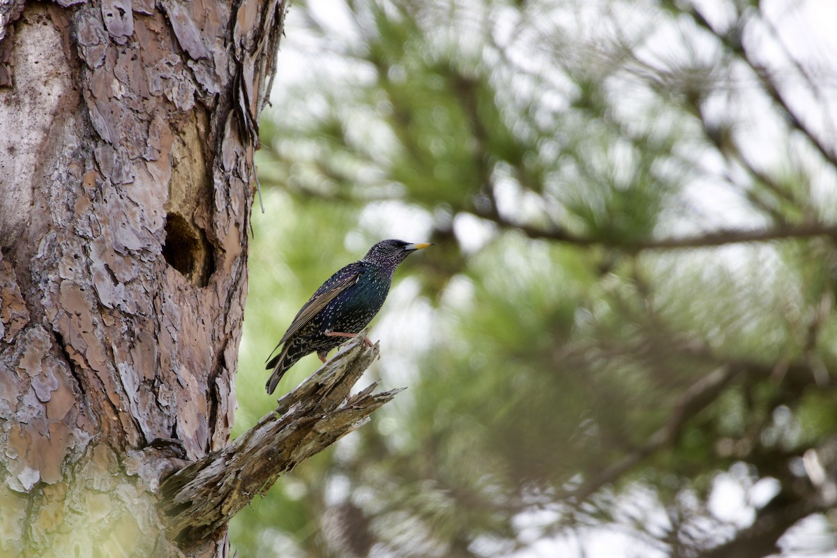 European Starling - ML645902466