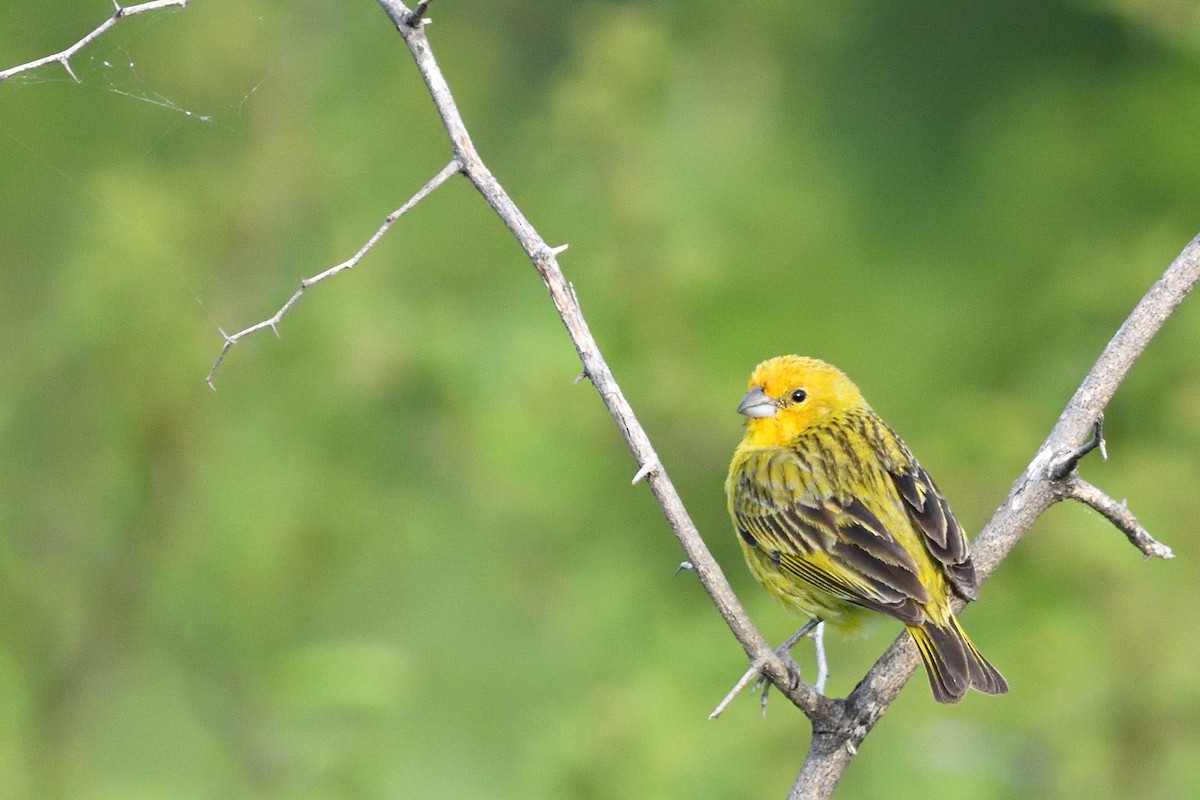 Saffron Finch - ML645902469