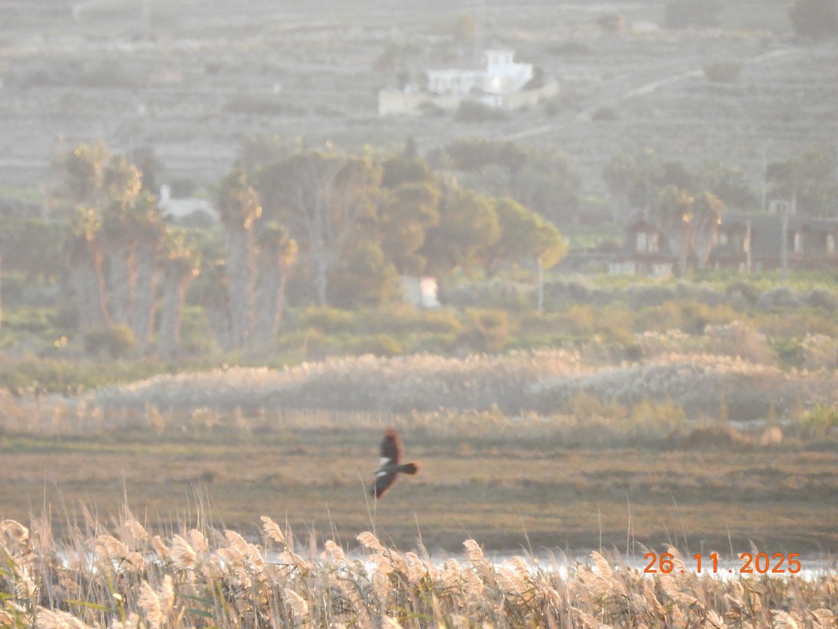 Western Marsh Harrier - ML645902472