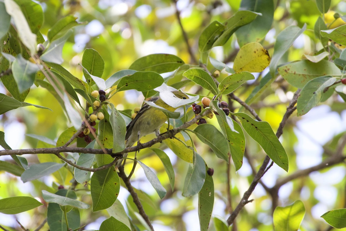 Pine Warbler - ML645902473