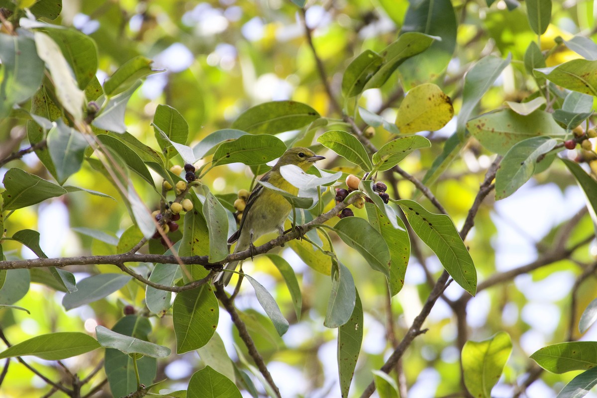 Pine Warbler - ML645902474