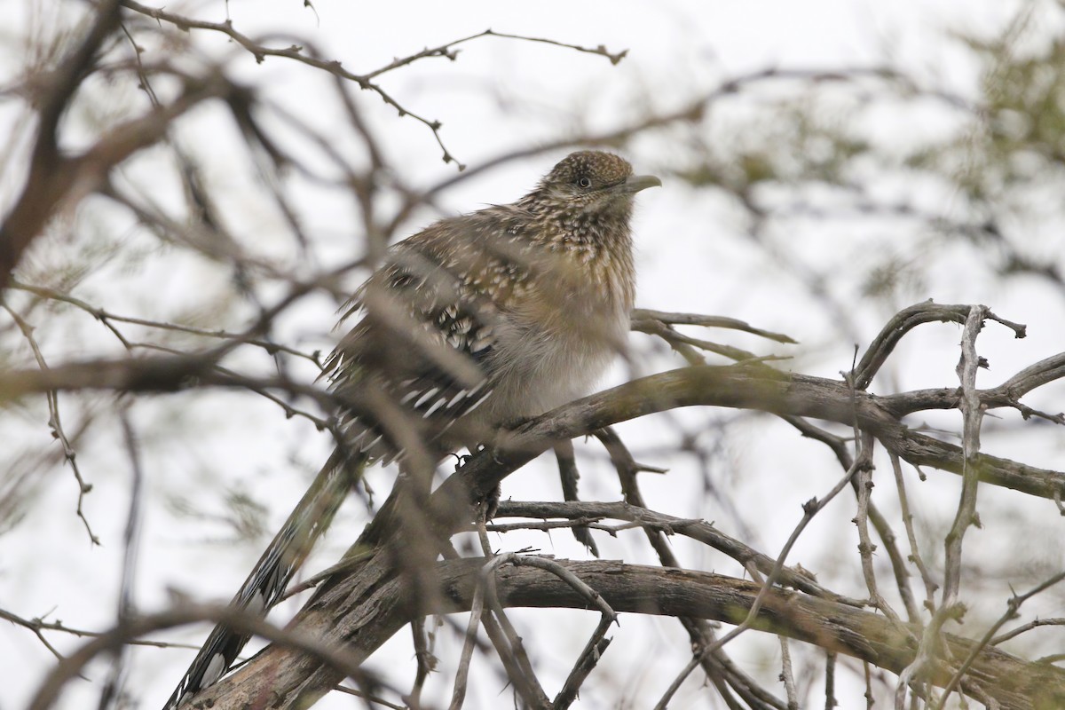 Greater Roadrunner - ML645902475