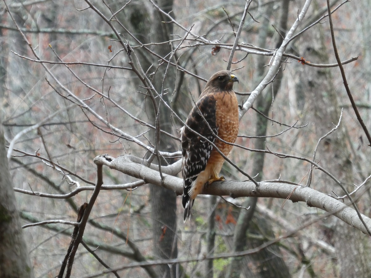 Red-shouldered Hawk - ML645902476