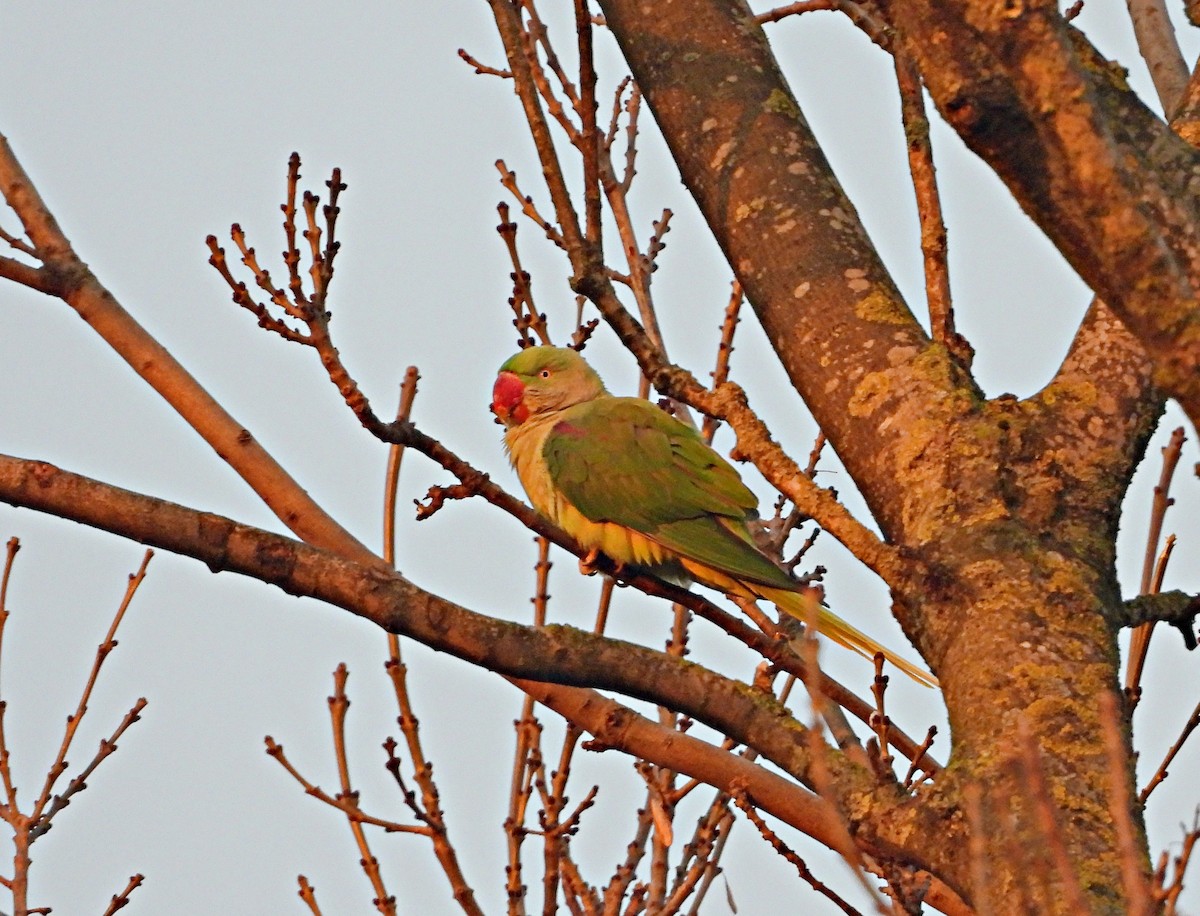 Alexandrine Parakeet - ML645902478