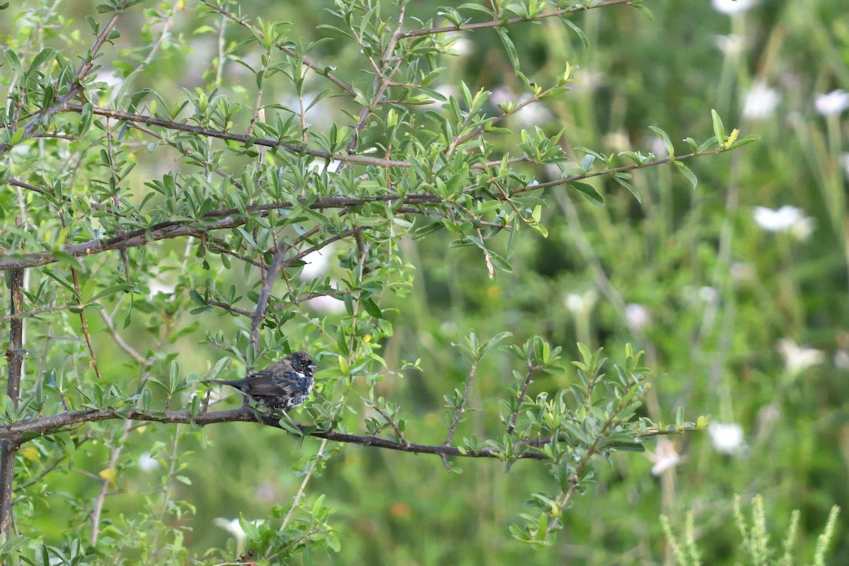 Blue-black Grassquit - ML645902479