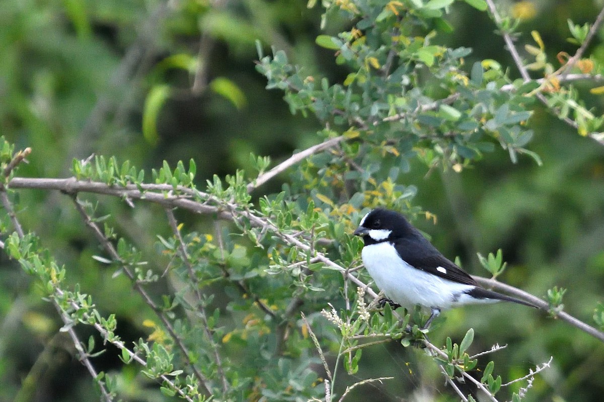 Lined Seedeater - ML645902481