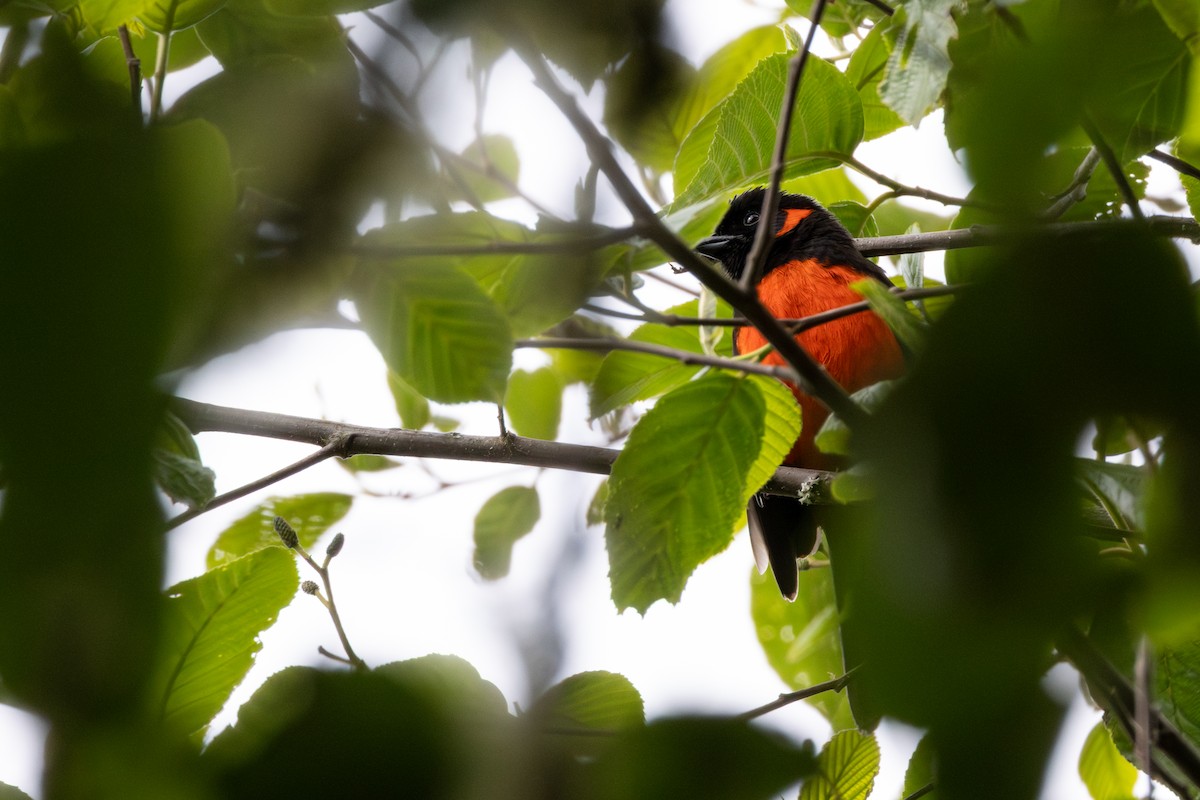 Scarlet-bellied Mountain Tanager - ML645902502