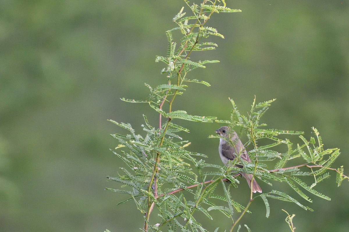 Double-collared Seedeater - ML645902505