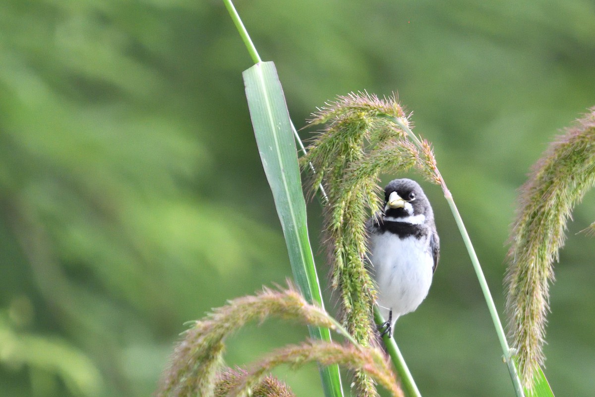 Double-collared Seedeater - ML645902506