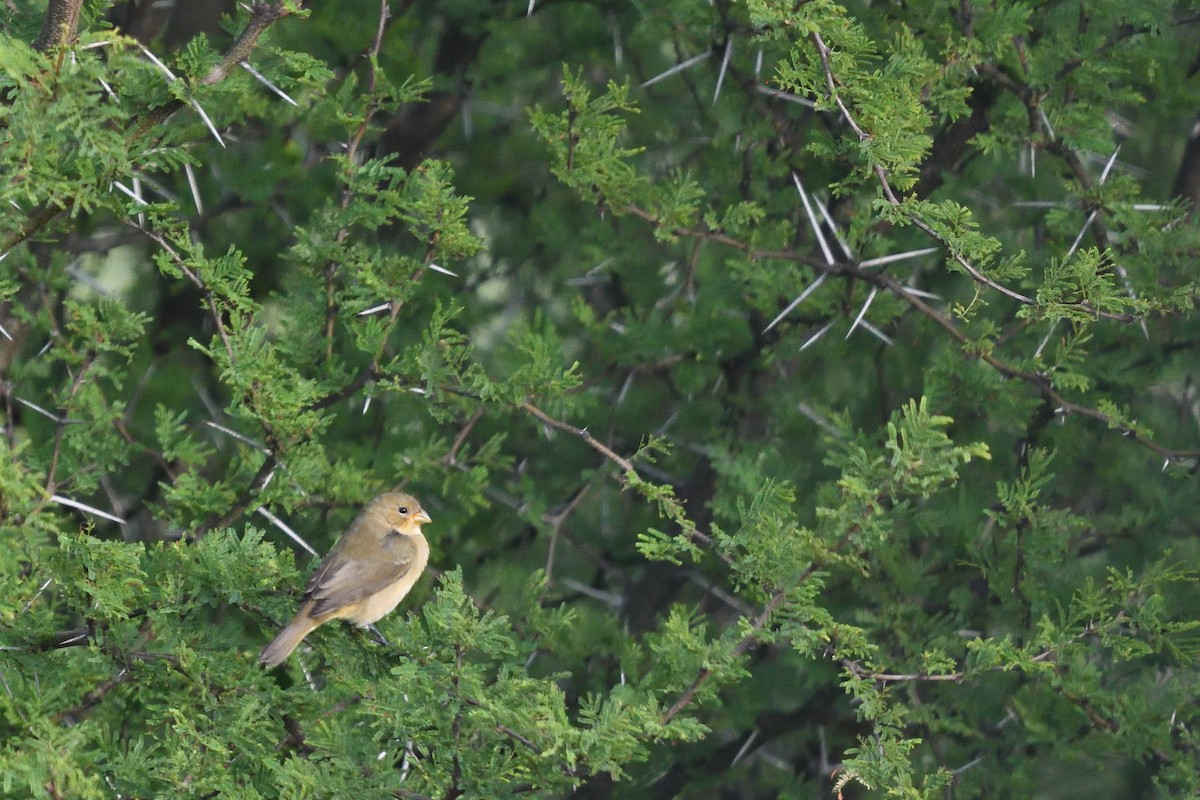 Double-collared Seedeater - ML645902507