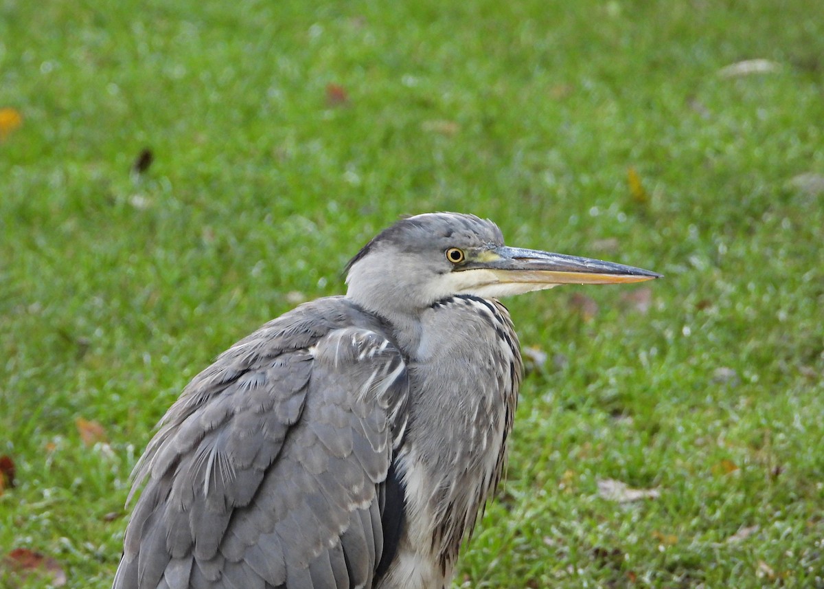 Gray Heron - ML645902518
