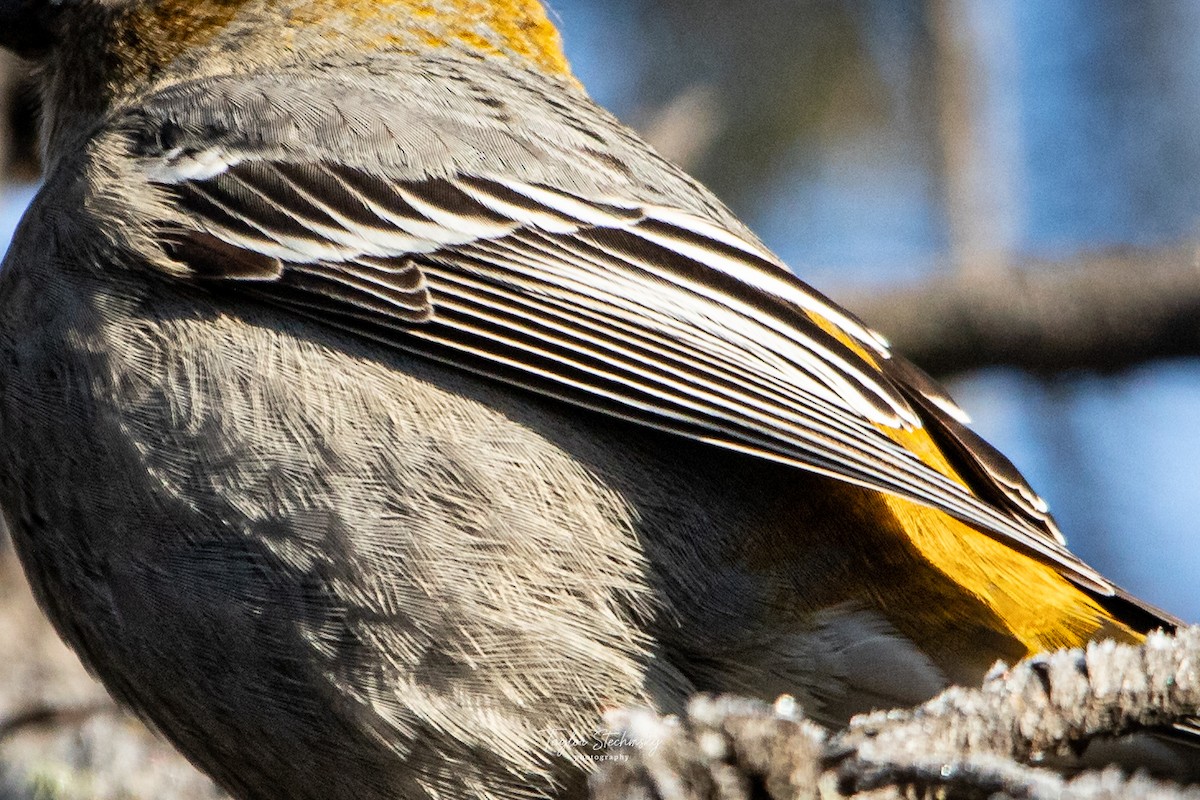 Pinu-gailupa - ML645902520