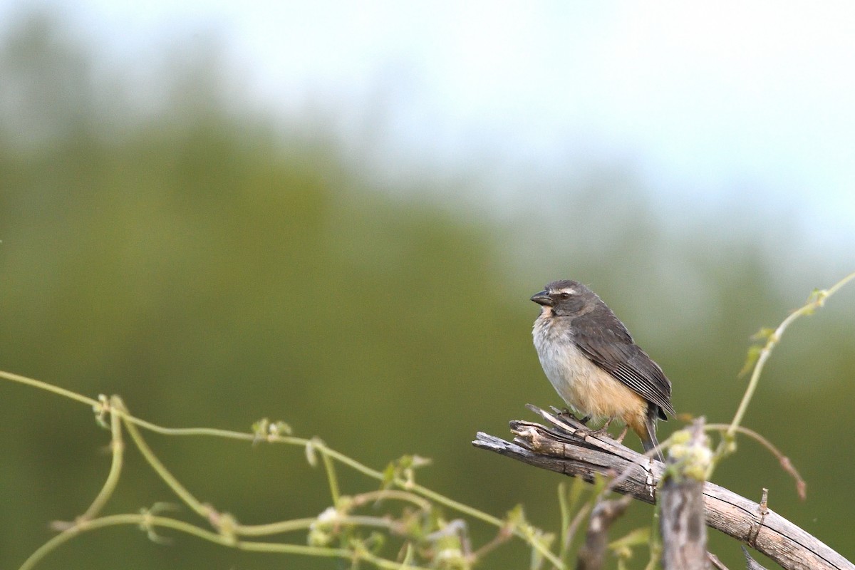 Bluish-gray Saltator - ML645902526