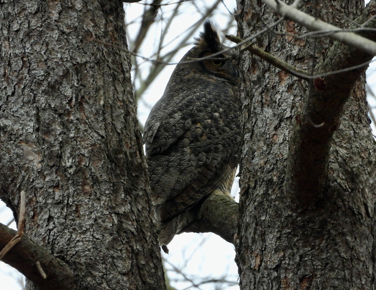 Búho Americano - ML645902531