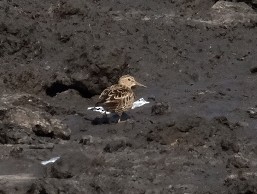 Дутыш - ML645902545