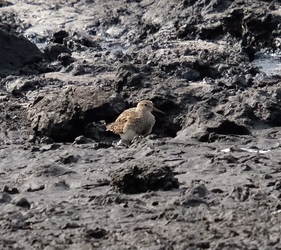 Дутыш - ML645902546