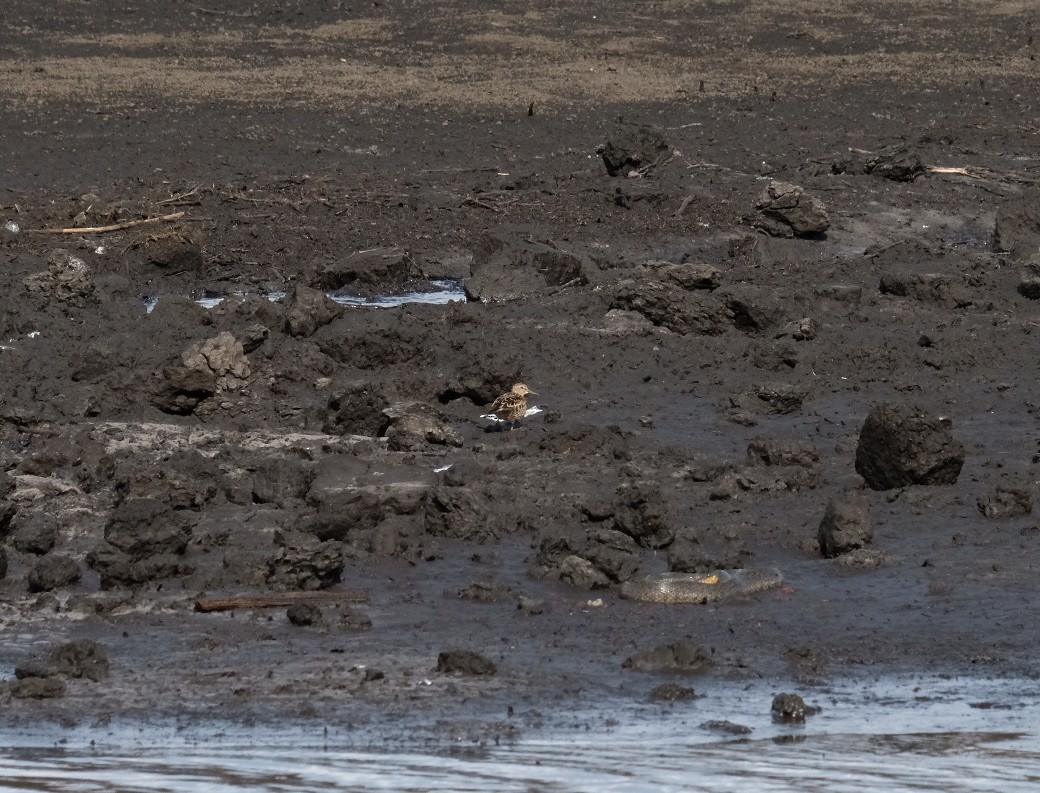 Дутыш - ML645902547