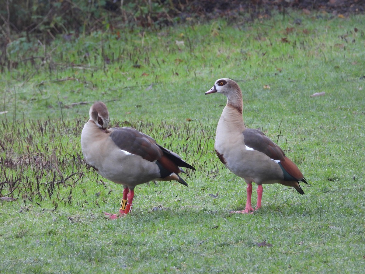 Egyptian Goose - ML645902548