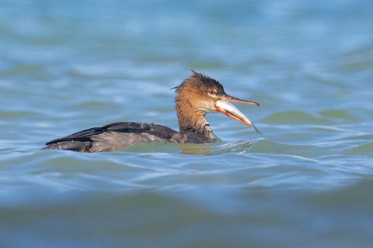 Red-breasted Merganser - ML645902550
