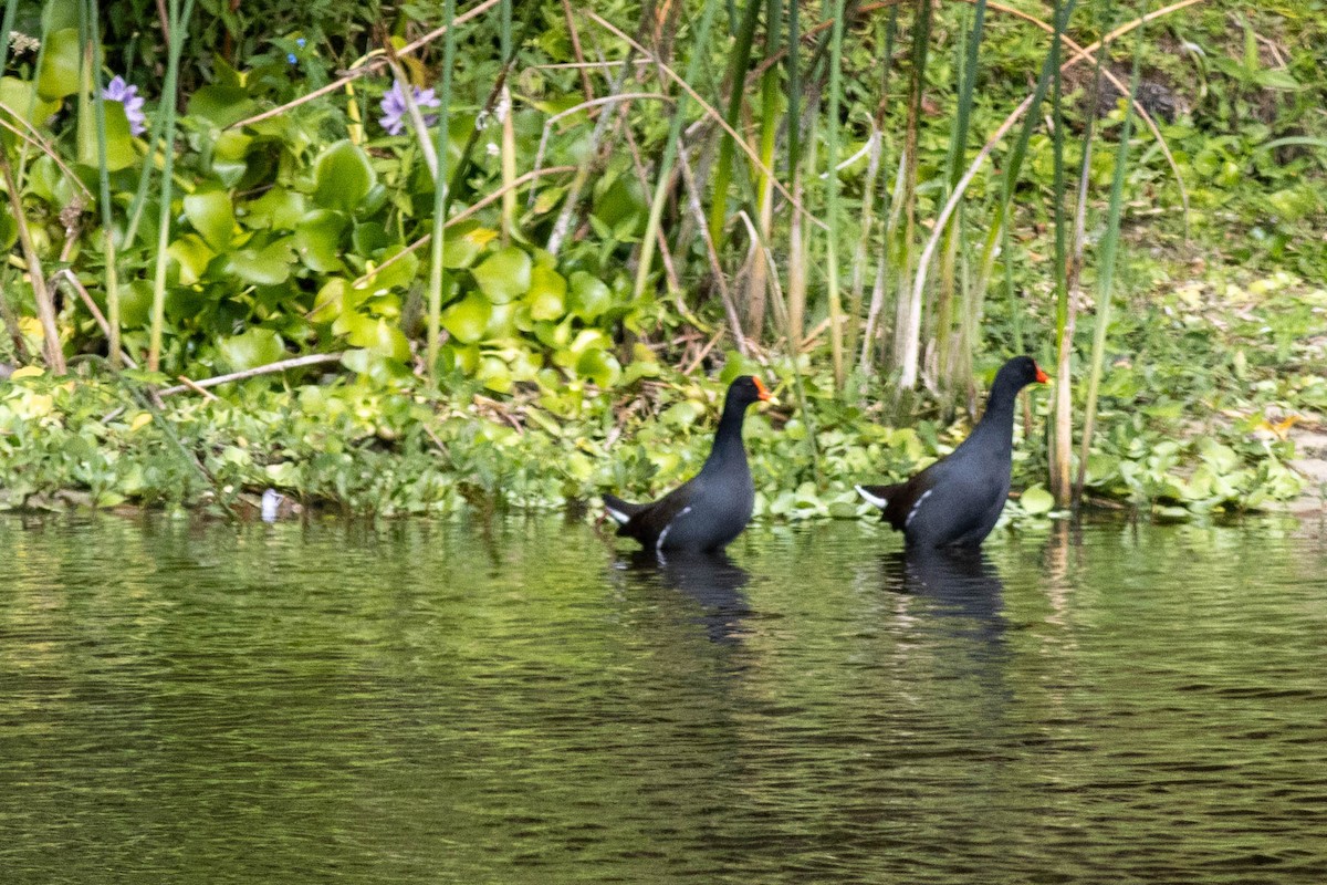 Курочка латиноамериканська - ML645902552