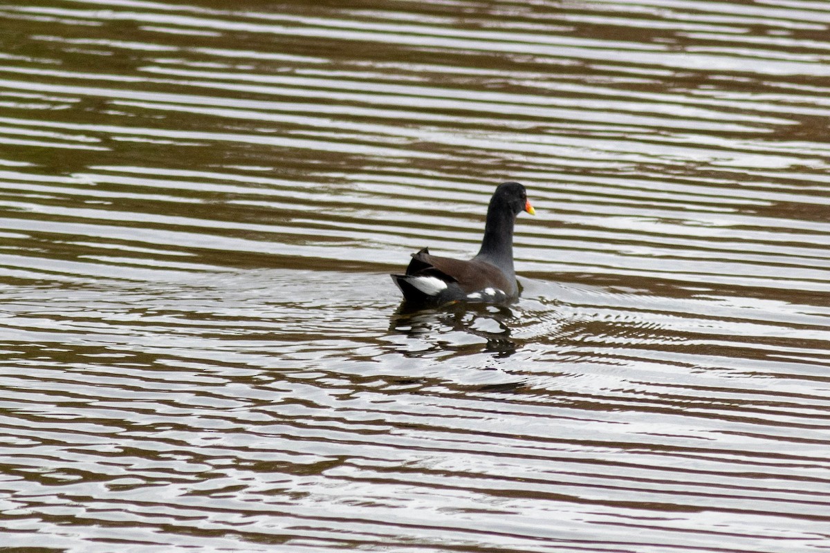 Курочка латиноамериканська - ML645902553