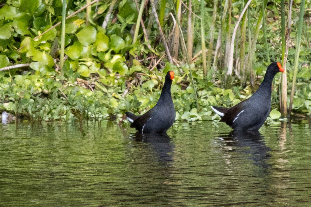 Курочка латиноамериканська - ML645902554