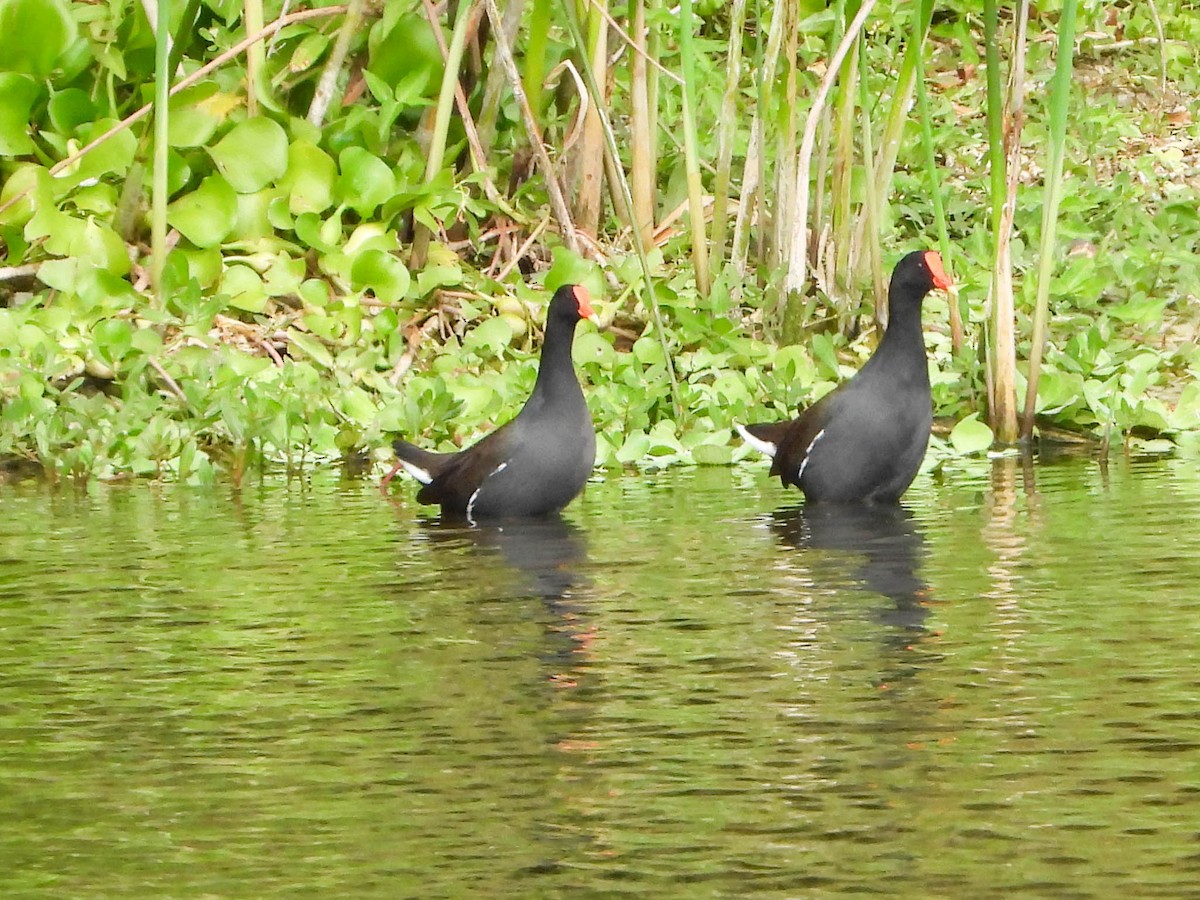 Курочка латиноамериканська - ML645902555