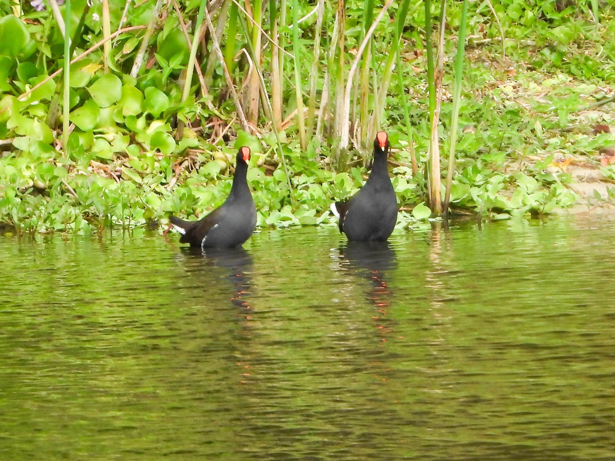 Курочка латиноамериканська - ML645902556