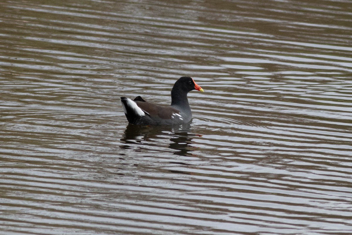 Курочка латиноамериканська - ML645902557