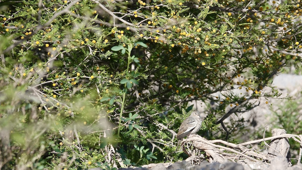 Picui Ground Dove - ML645902562