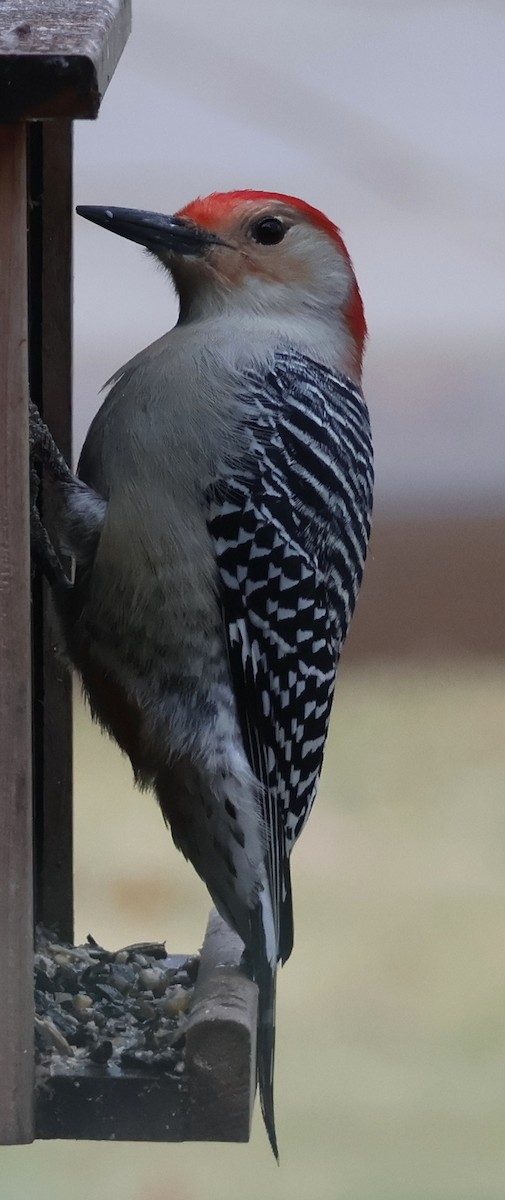 Red-bellied Woodpecker - ML645902565