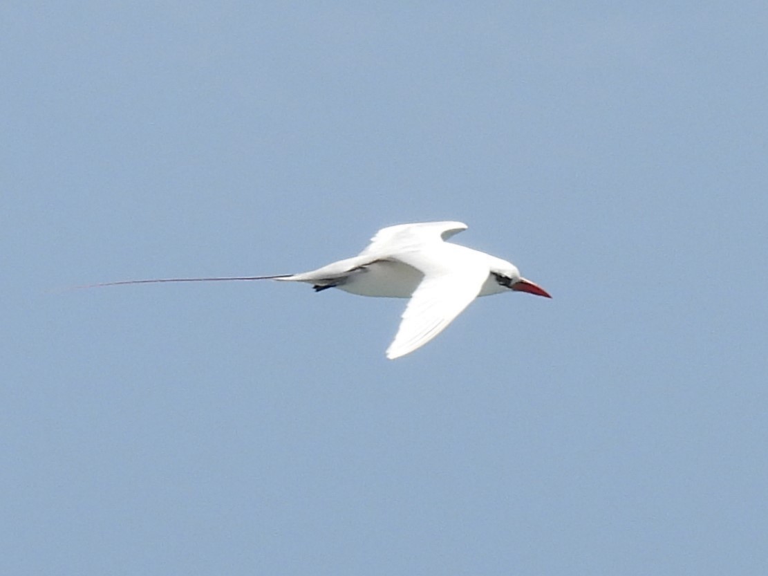 Red-tailed Tropicbird - ML645902567