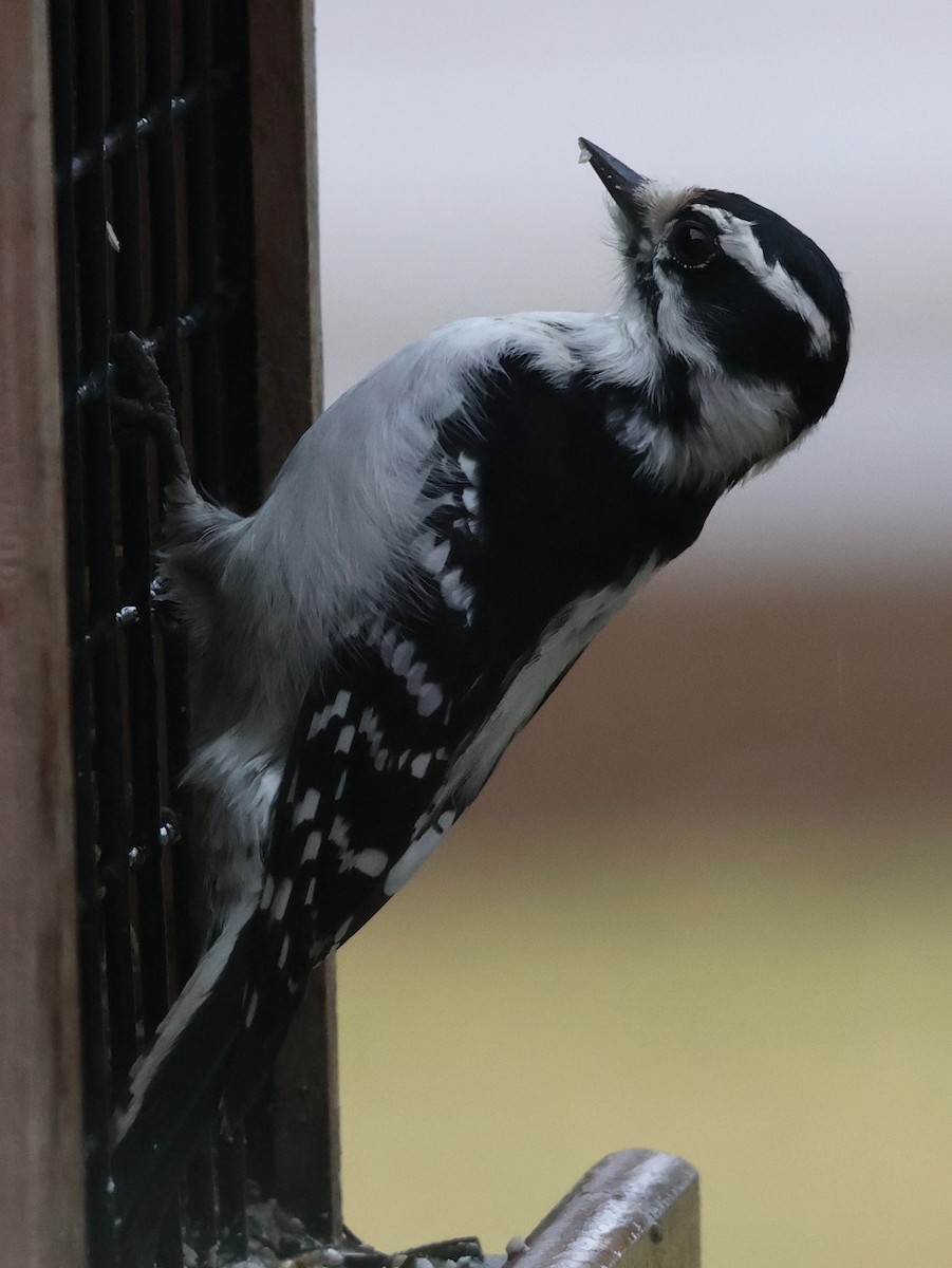Downy Woodpecker - ML645902573