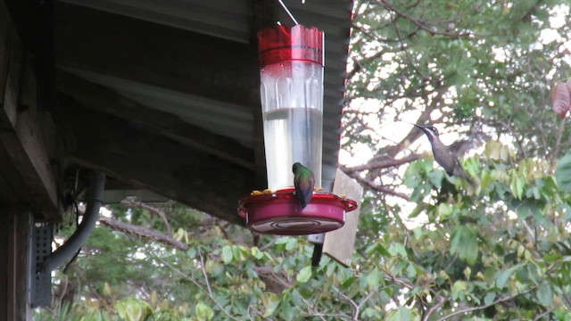 Blue-tailed Hummingbird - ML645902575