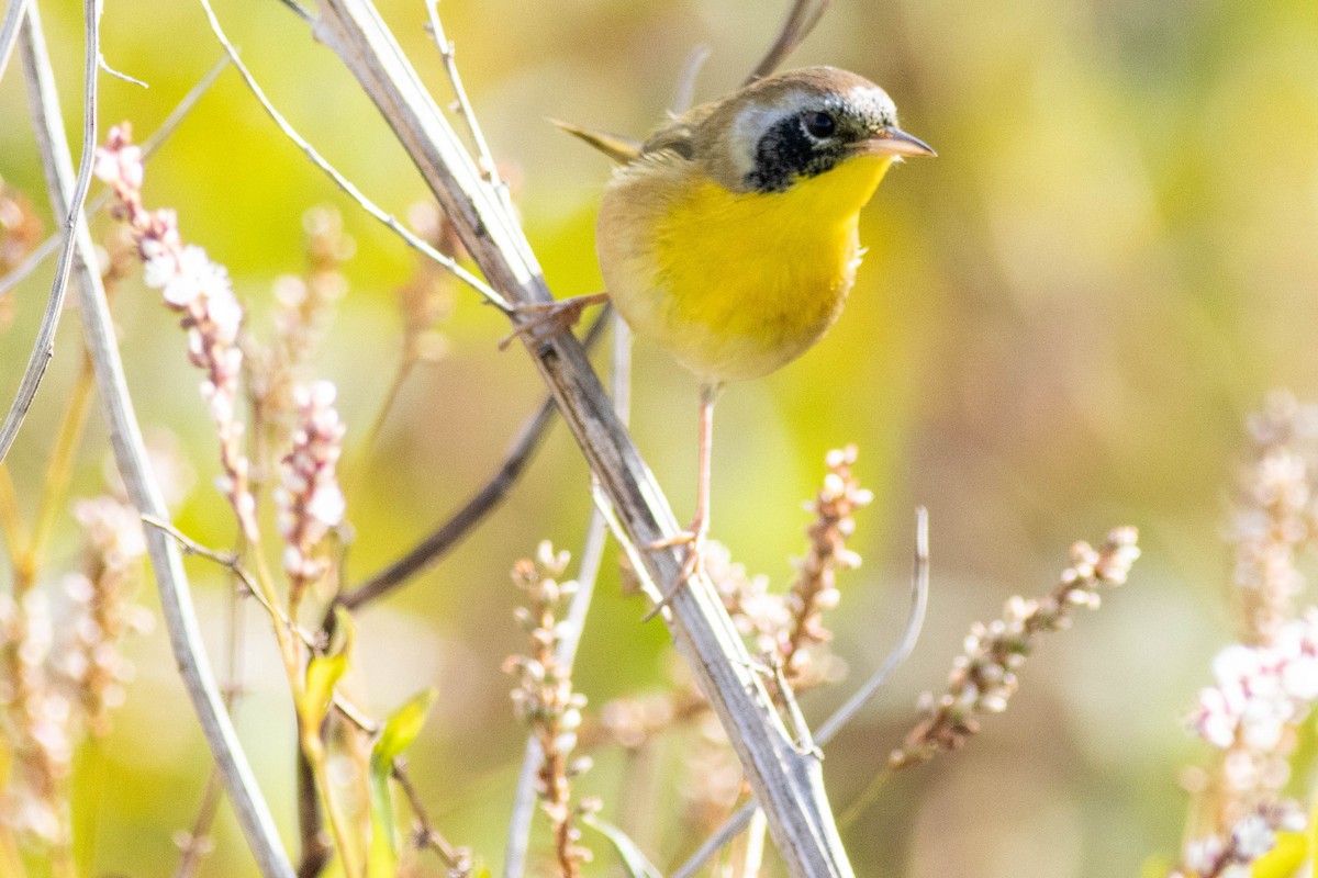 Common Yellowthroat - ML645902578