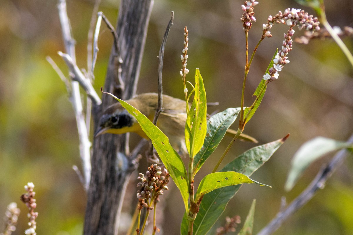 Common Yellowthroat - ML645902579