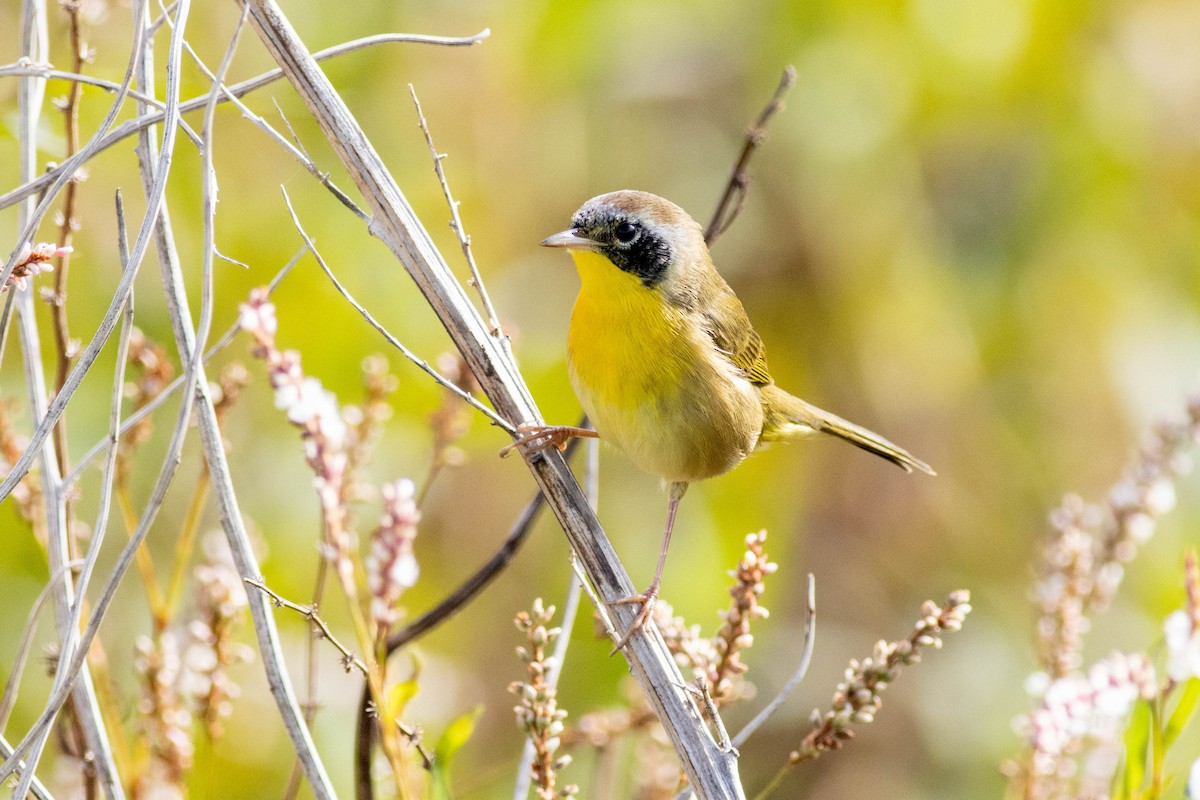 Common Yellowthroat - ML645902580