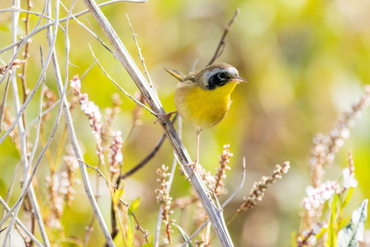 Common Yellowthroat - ML645902581