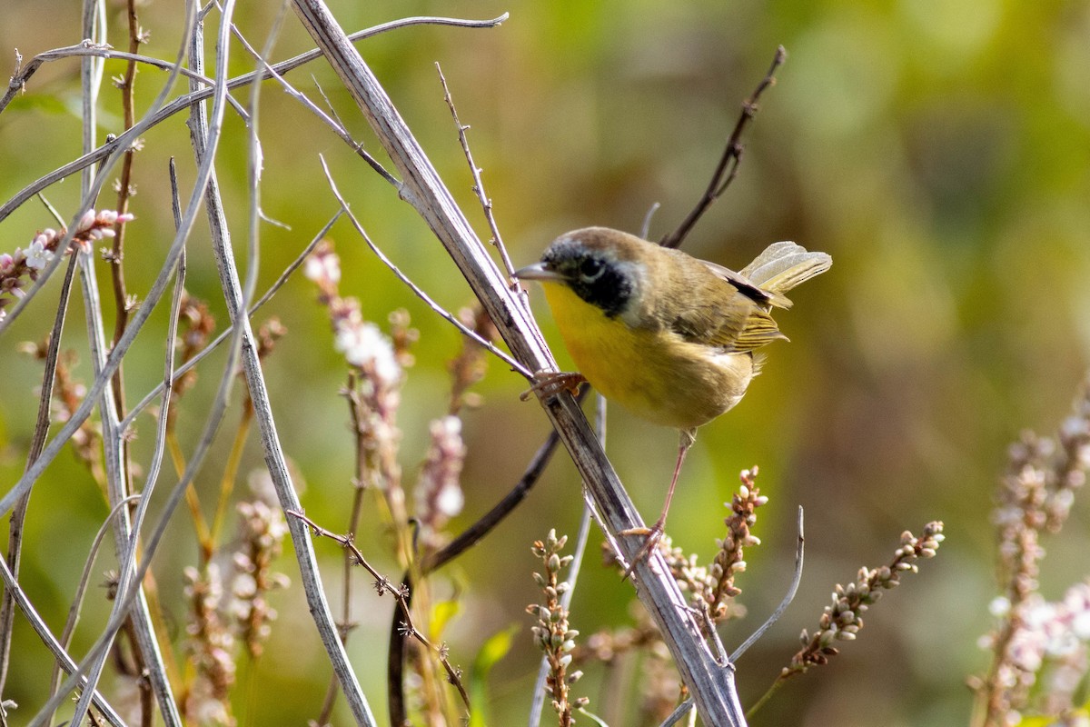 Common Yellowthroat - ML645902582